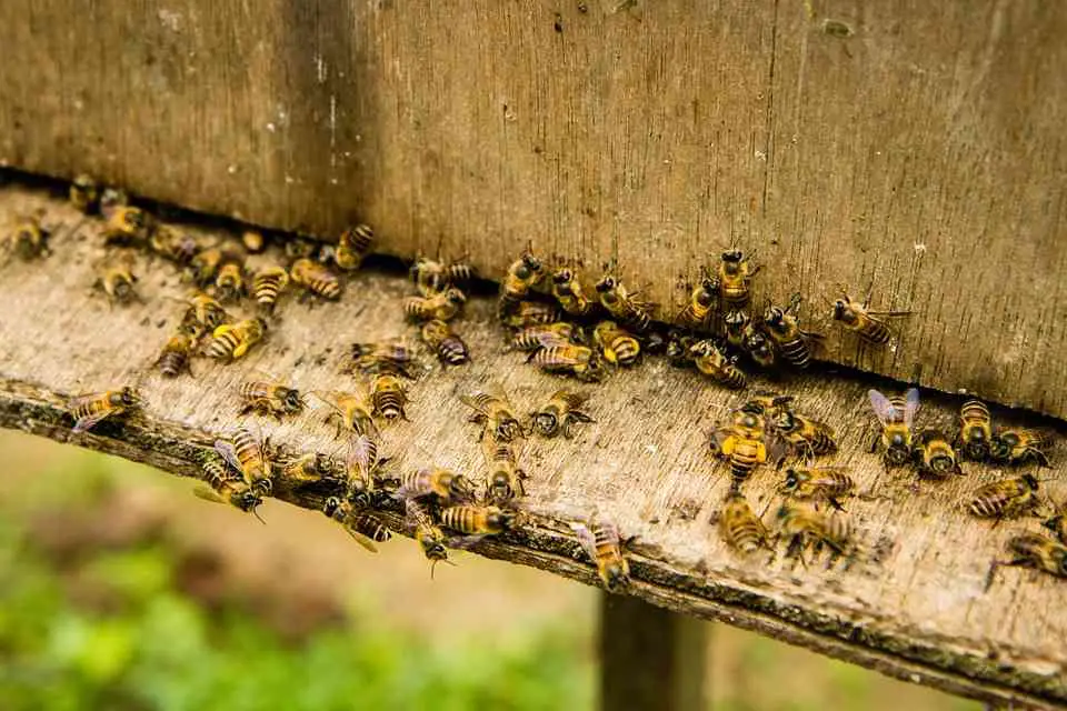 Critical Analysis "The Arrival of Bee Box" | Poem by Sylvia Plath