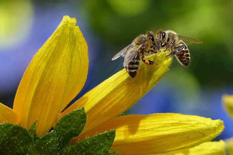 Critical-Analysis-of-Sylvia-Plath’s-The-Bee-Meeting