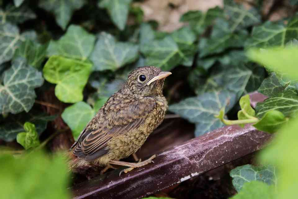 Critical Appreciation of “Ode to Nightingale” | Ode by John Keats